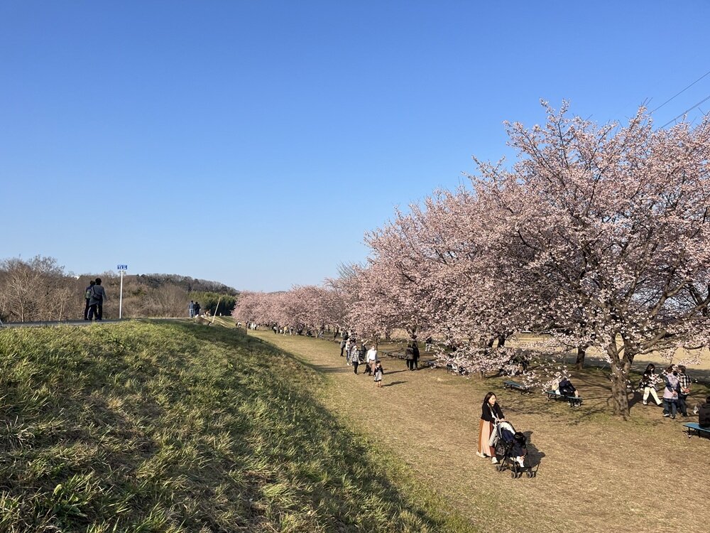 北浅羽　安行寒桜 (2).JPG