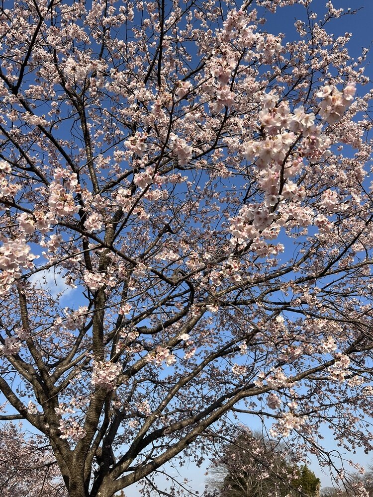 寒暖差にご注意下さいね