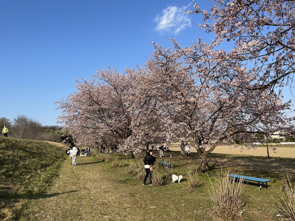 北浅羽　安行寒桜 (3).JPG
